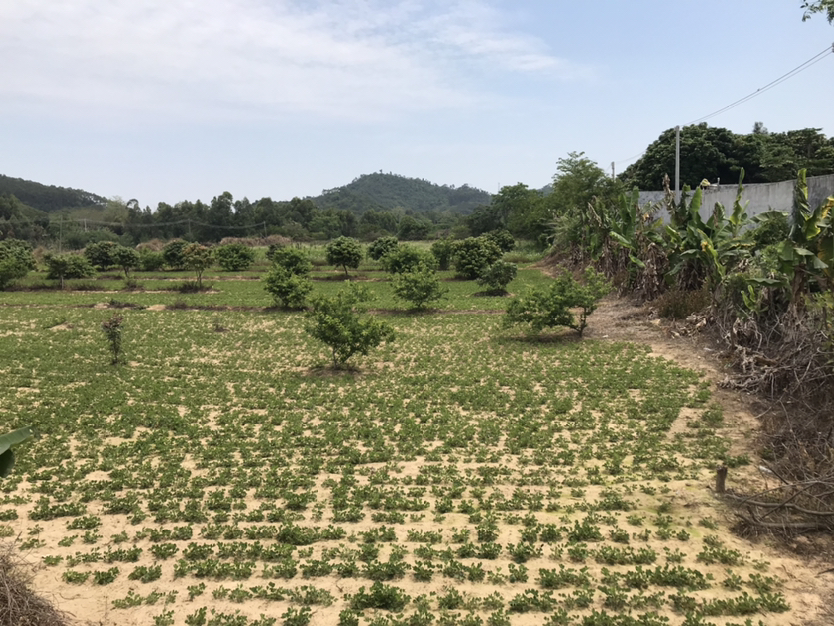 龙溪新村个人土地8000平方1