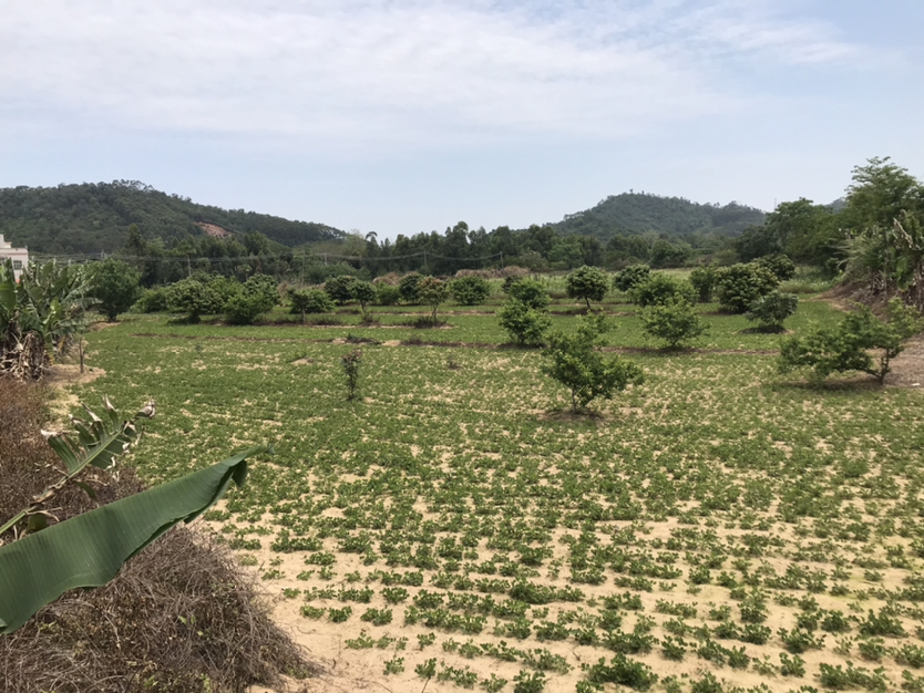 龙溪新村个人土地8000平方4