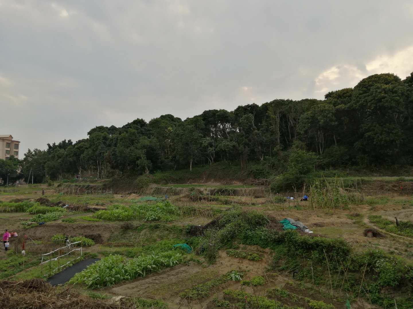 龙华原房东大望村梧桐山脚下仙湖植物园旁，位置优越，交通便利3