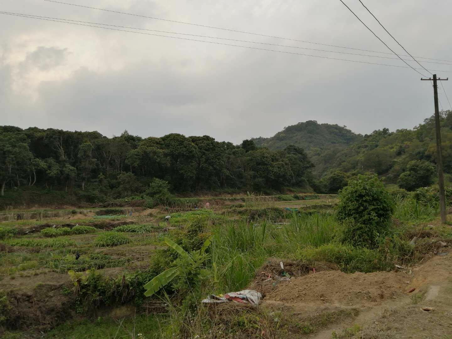 龙华原房东大望村梧桐山脚下仙湖植物园旁，位置优越，交通便利1