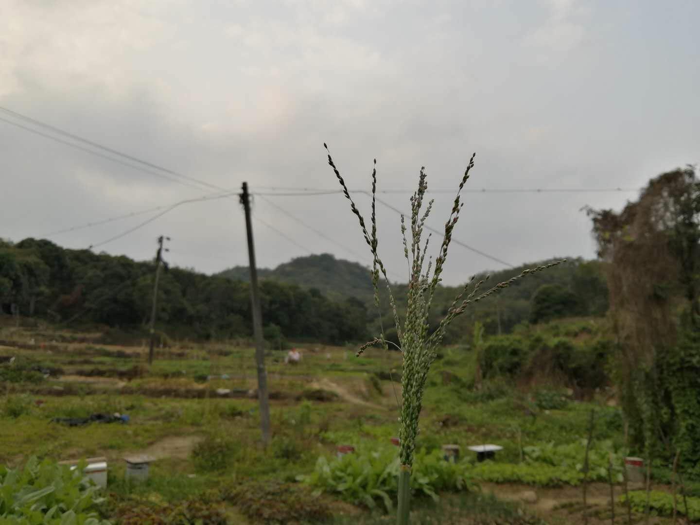 龙华原房东大望村梧桐山脚下仙湖植物园旁，位置优越，交通便利2