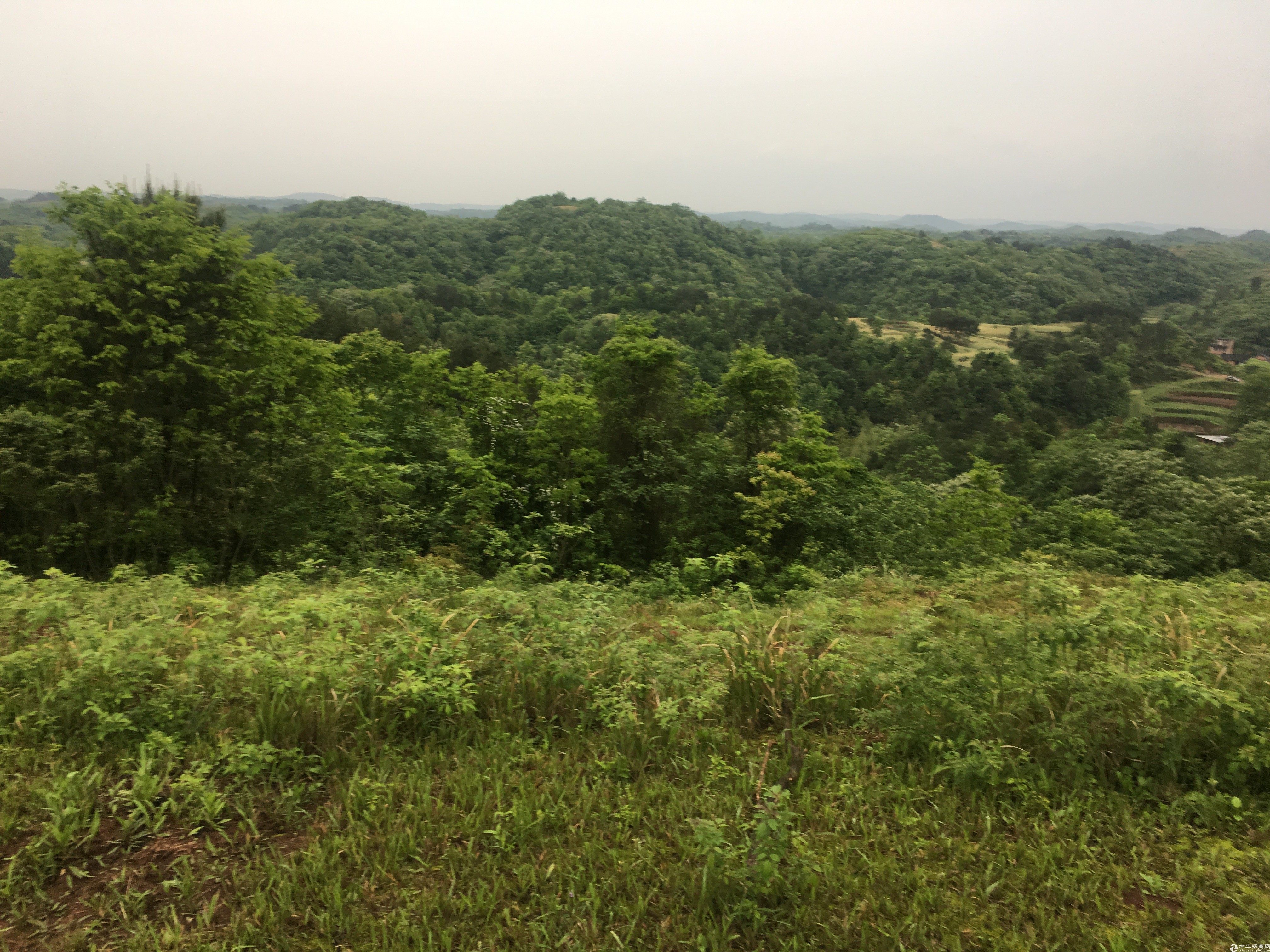 农村集体土地荒山林地大面积出租流转2