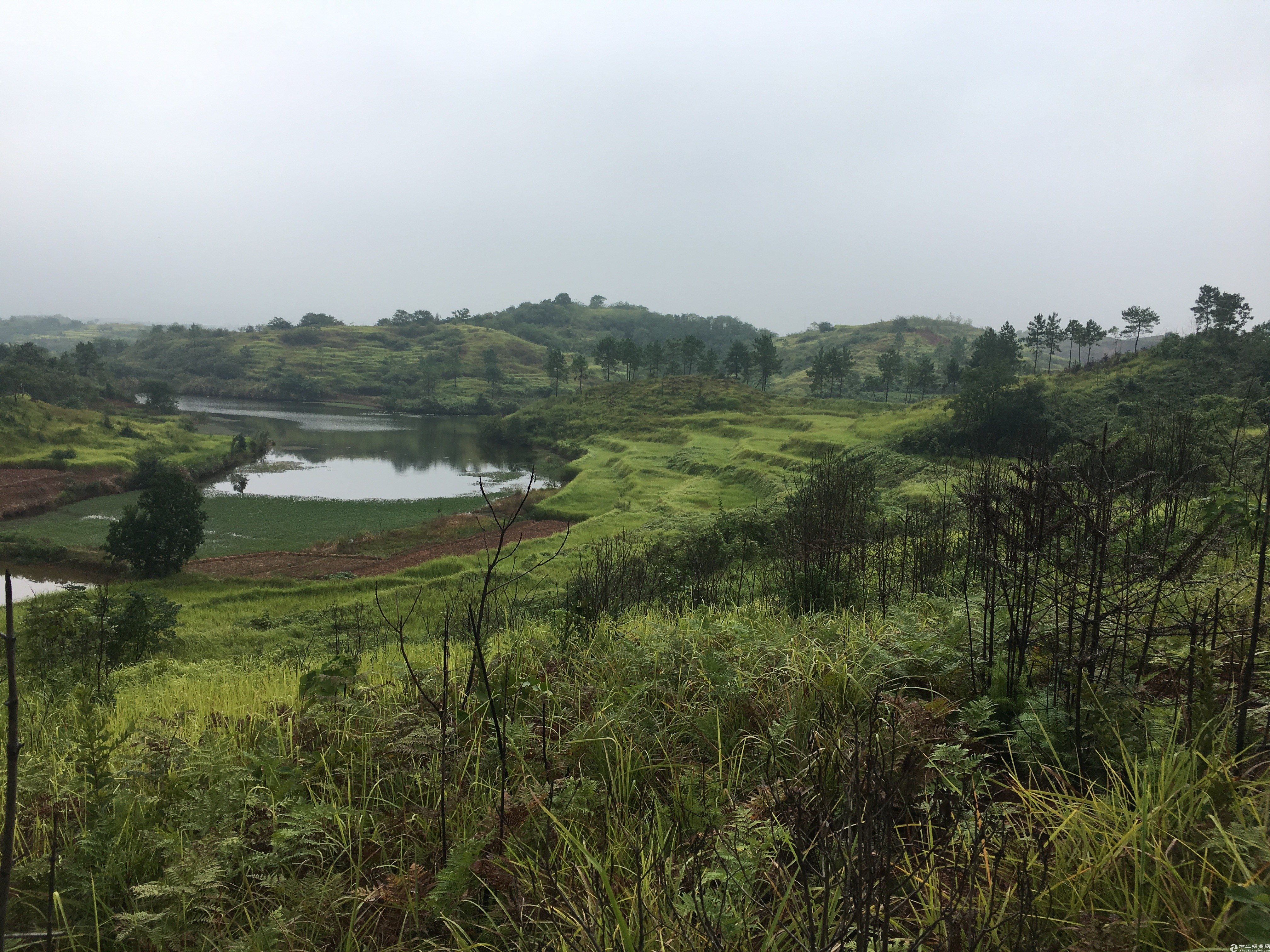 农村集体土地荒山林地大面积出租流转4