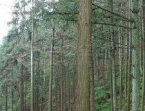 【招商信息】湖北通山4450亩林权拍卖转让