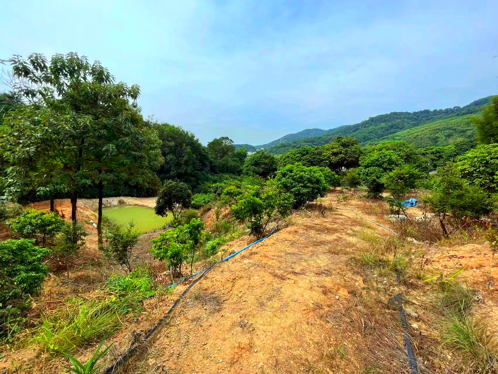 从化区城郊街城康4.5亩果园鱼塘房屋农庄整体转让3