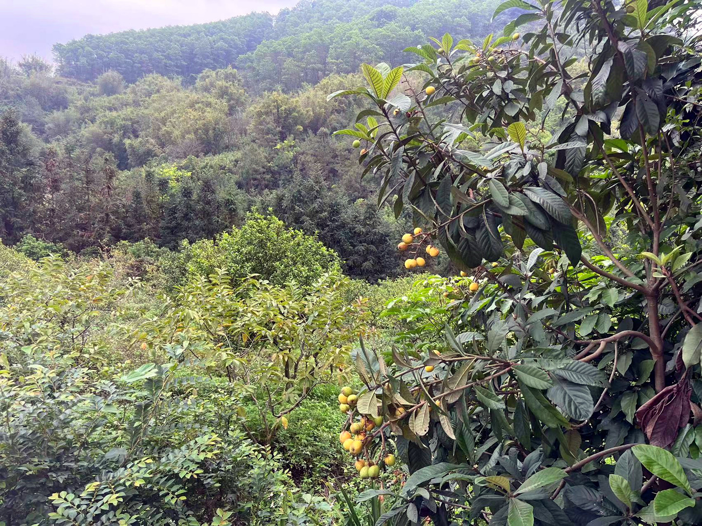 从化区鳌头镇龙潭有50亩山地果园房屋农场整体转让1