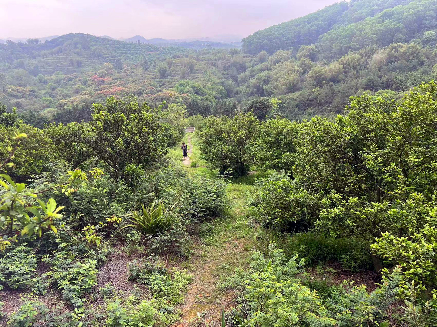 从化区鳌头镇龙潭有50亩山地果园房屋农场整体转让2