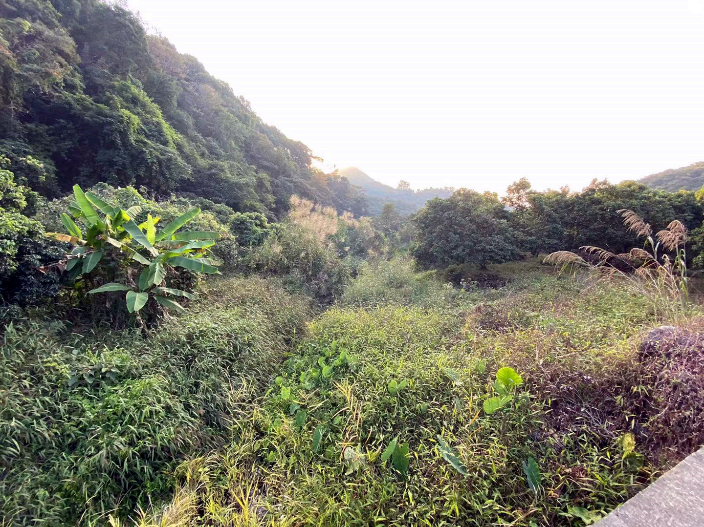 从化区温泉石门旅游区附近溪水边3亩果园土地转让7