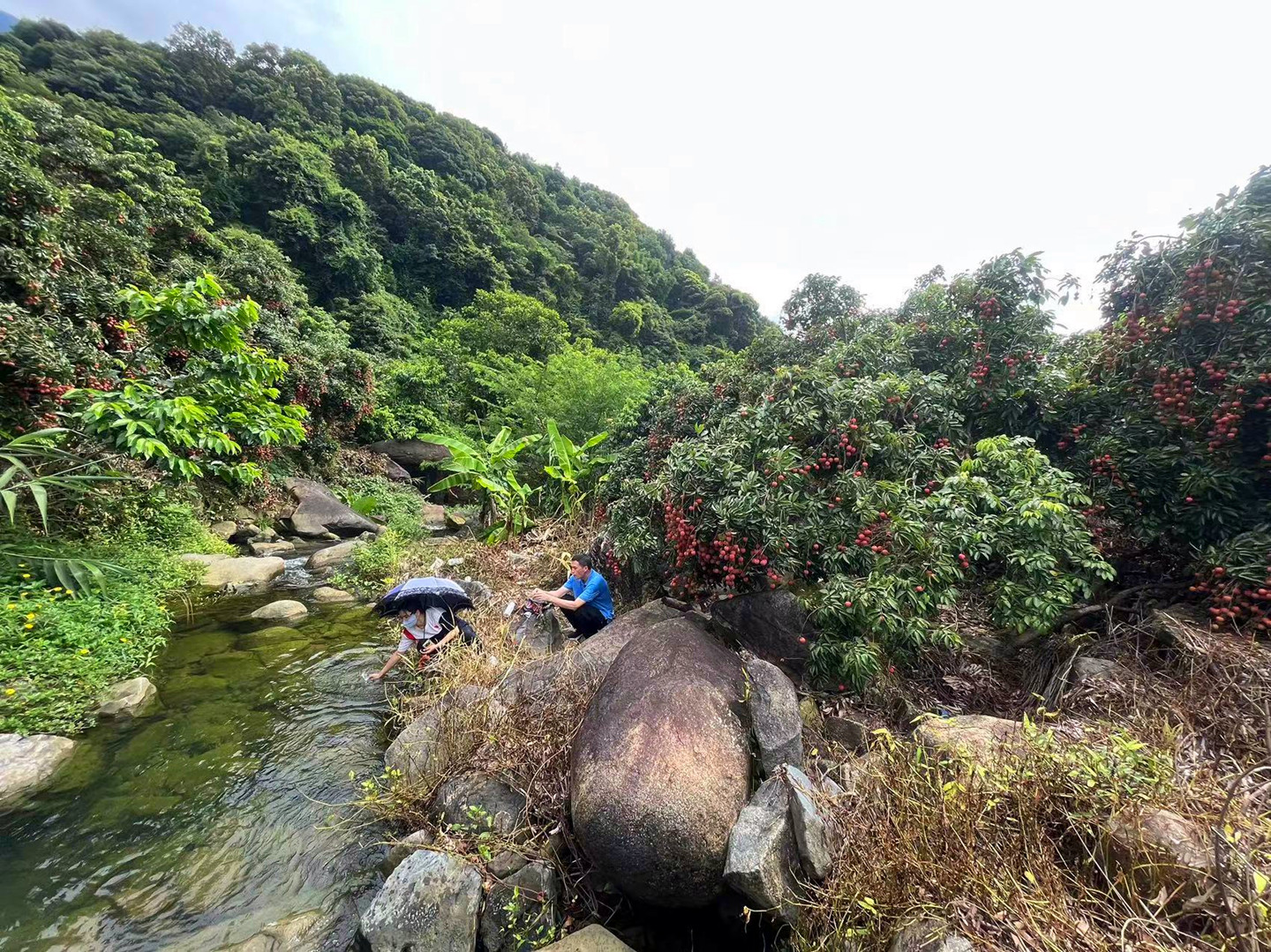 从化区温泉石门旅游区附近溪水边3亩果园土地转让5