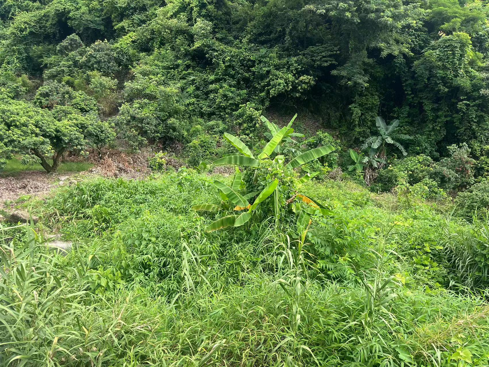 从化区温泉石门旅游区附近溪水边3亩果园土地转让2