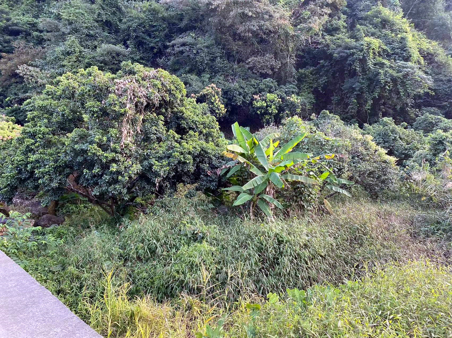 从化区温泉石门旅游区附近溪水边3亩果园土地转让3