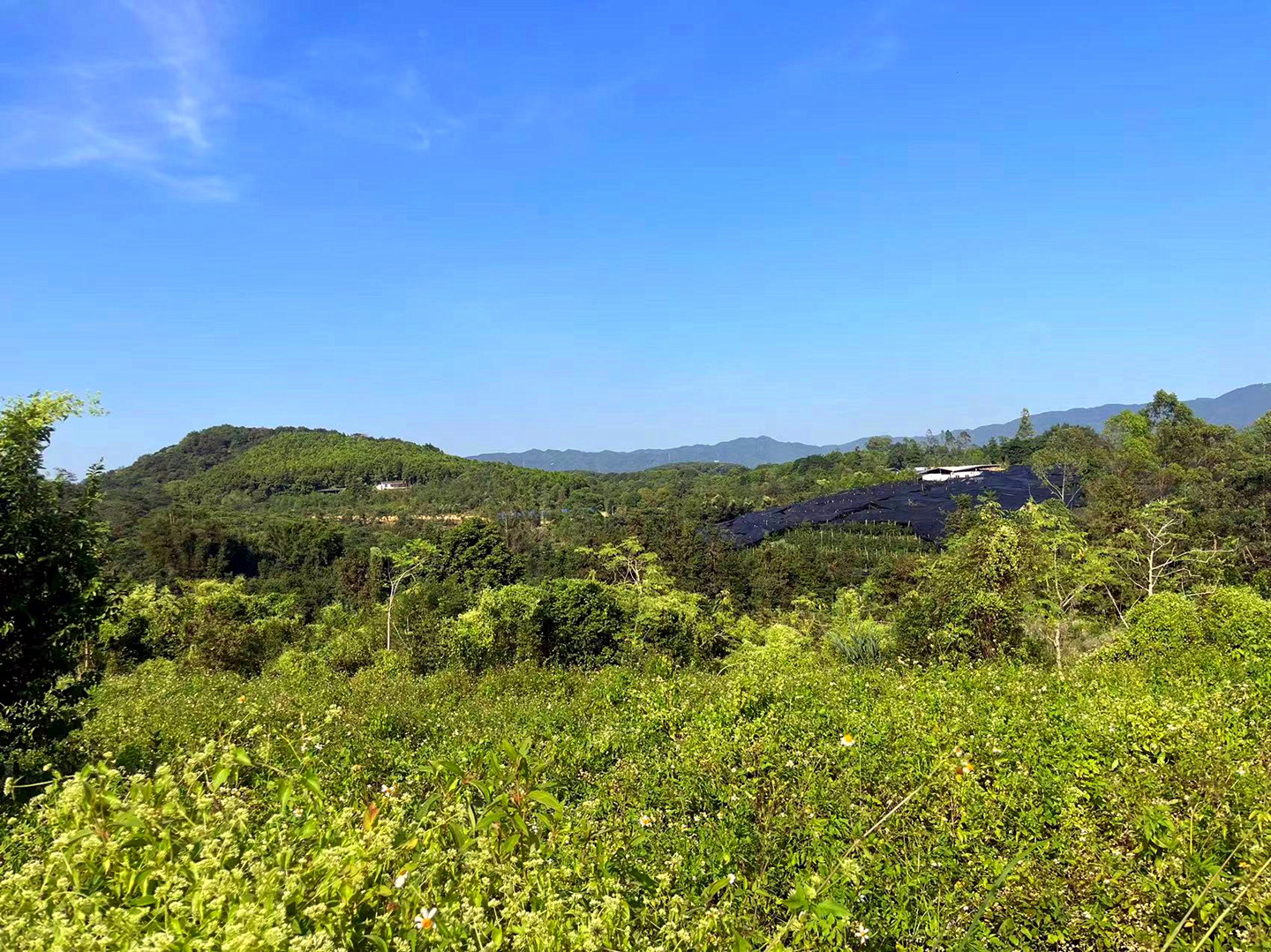 从化区鳌头人和附近60亩山地平地果园整体转让2