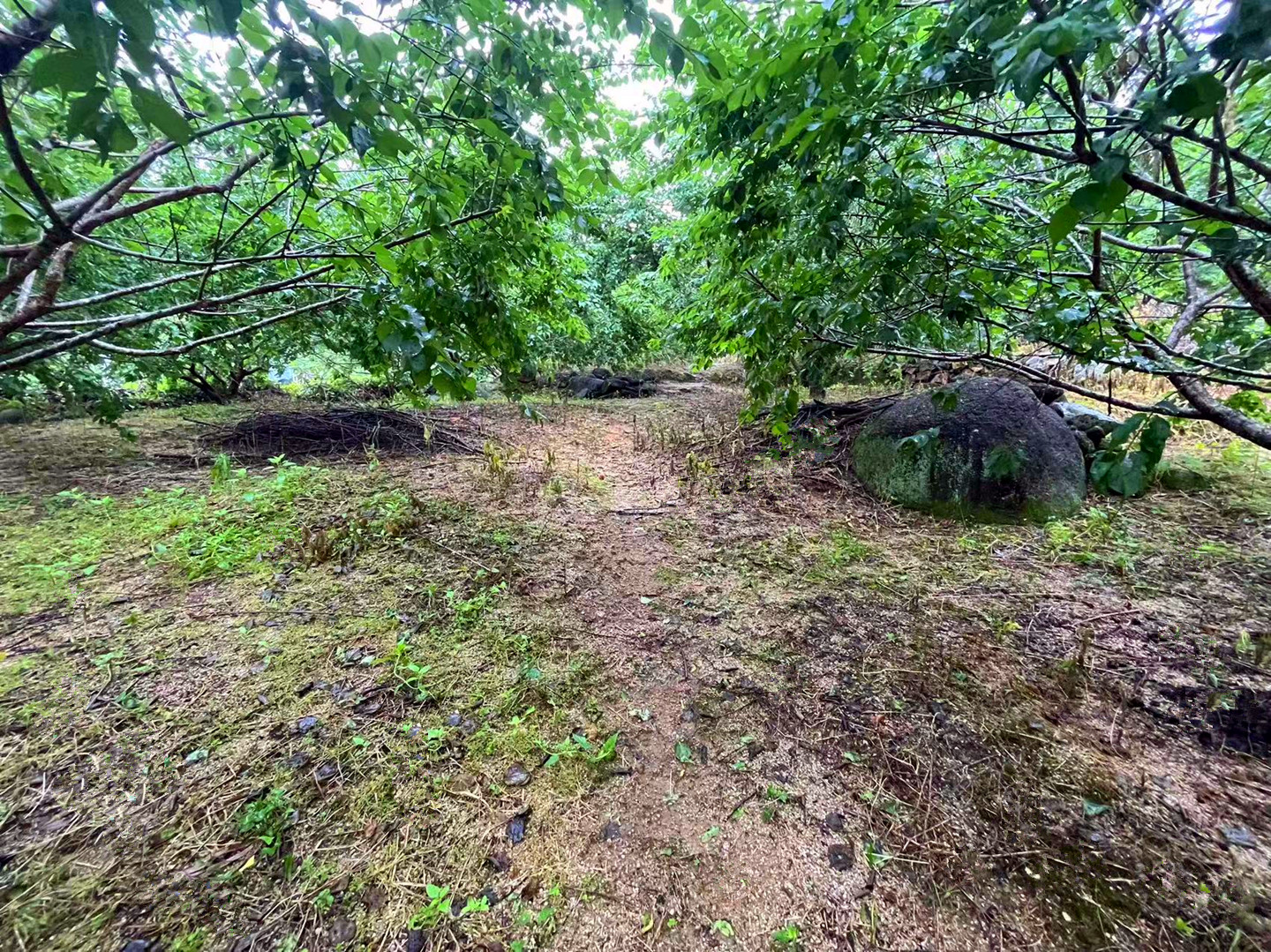 从化区良口旅游区附近溪水边2.5亩果园整体转让4