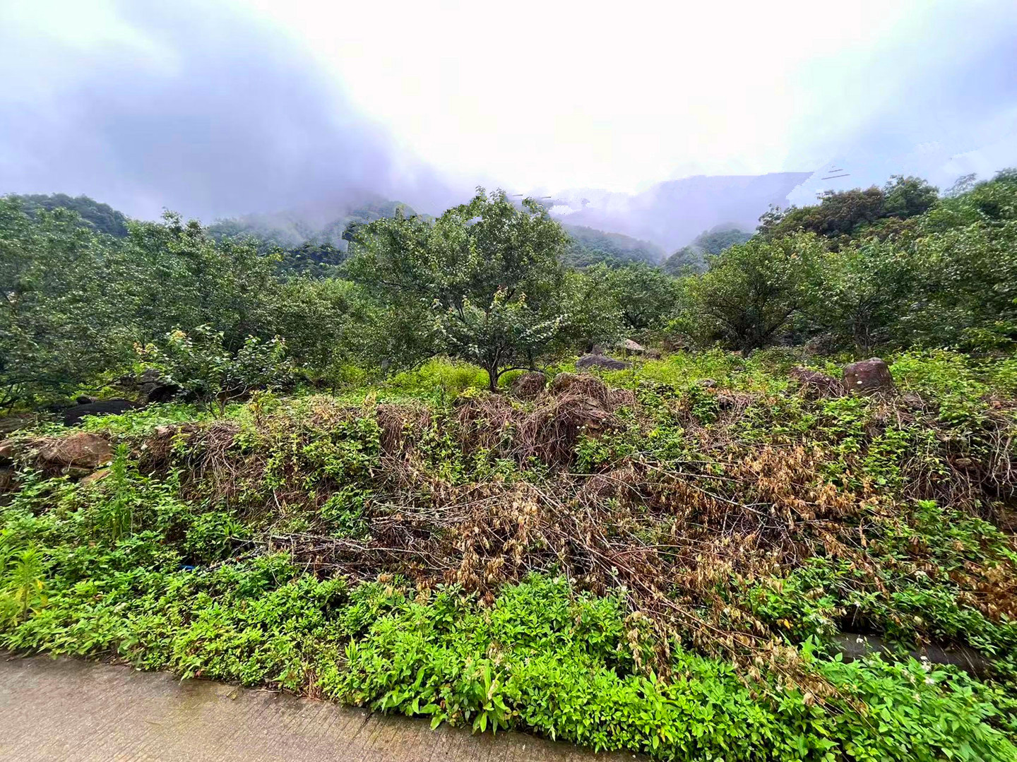 从化区良口旅游区附近溪水边2.5亩果园整体转让9